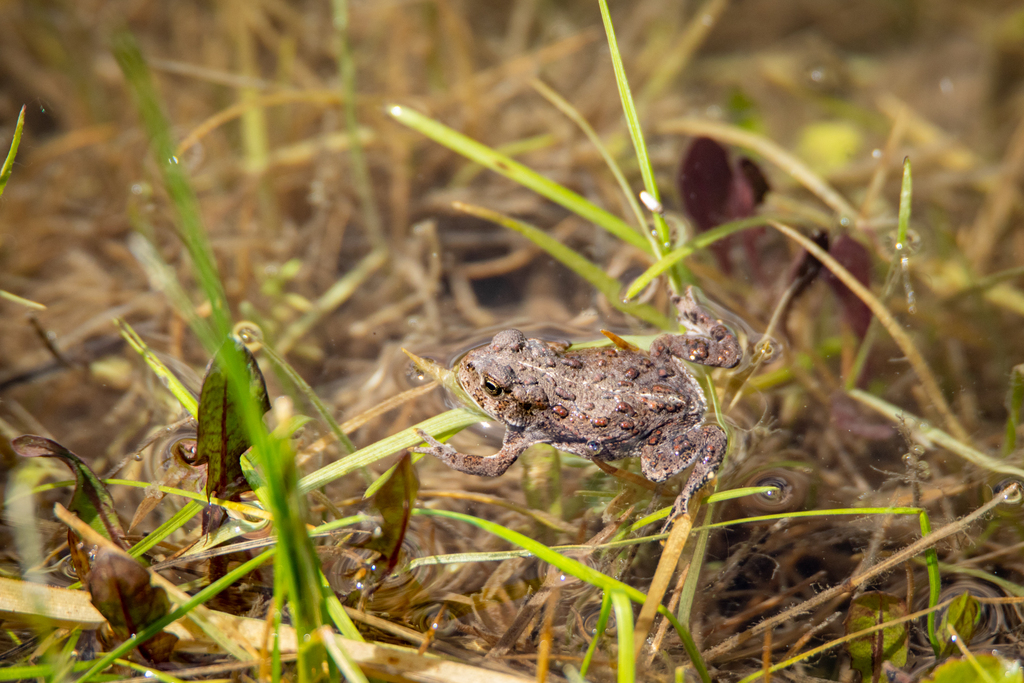 Anaxyrus_boreas_Western_Toad_-_Jason_Headley