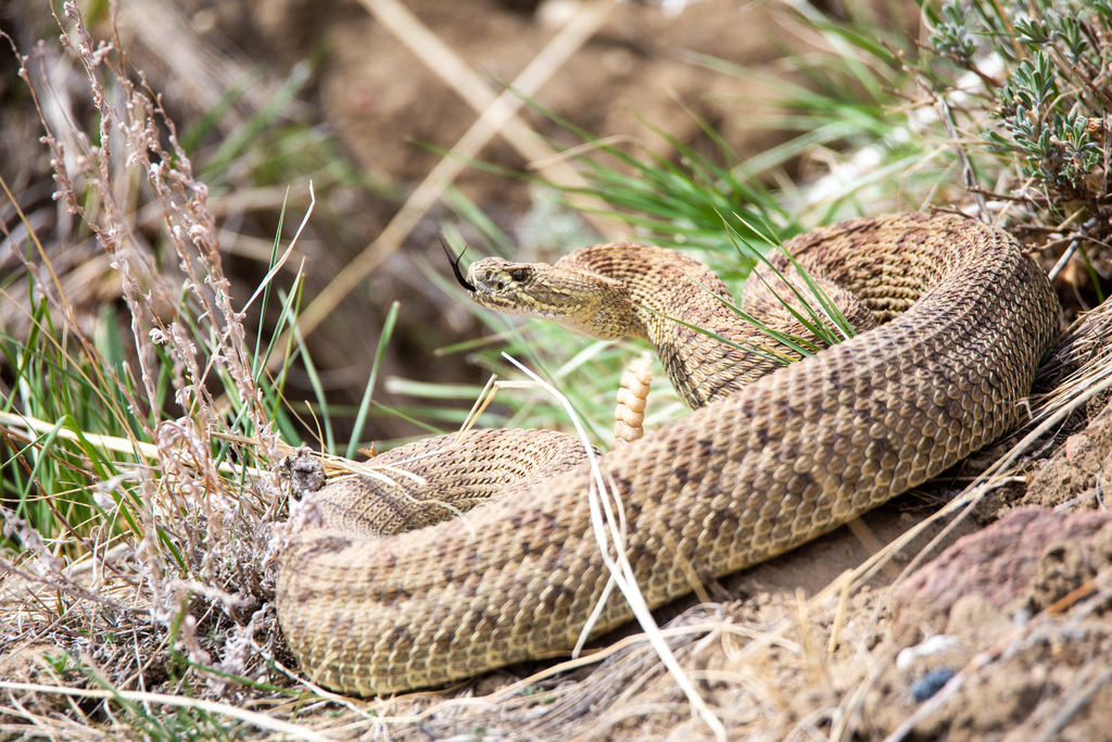 Crotalus_viridis_prairie_rattlesnake_-_Jason_Headley