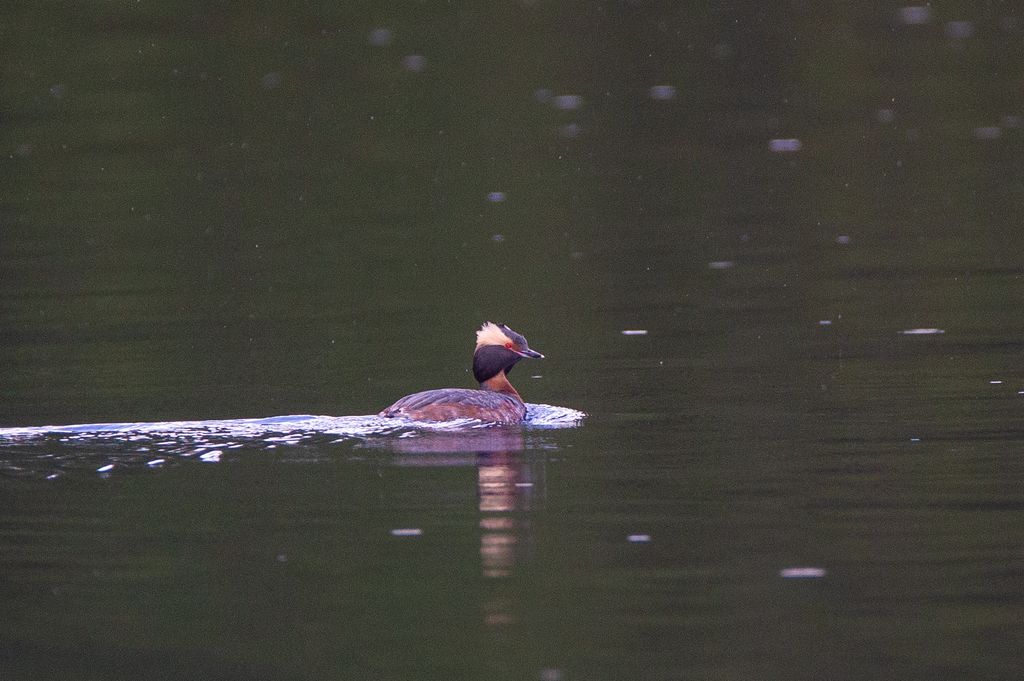 Podiceps_auritus_Horned_Grebe_-_Jason_Headley