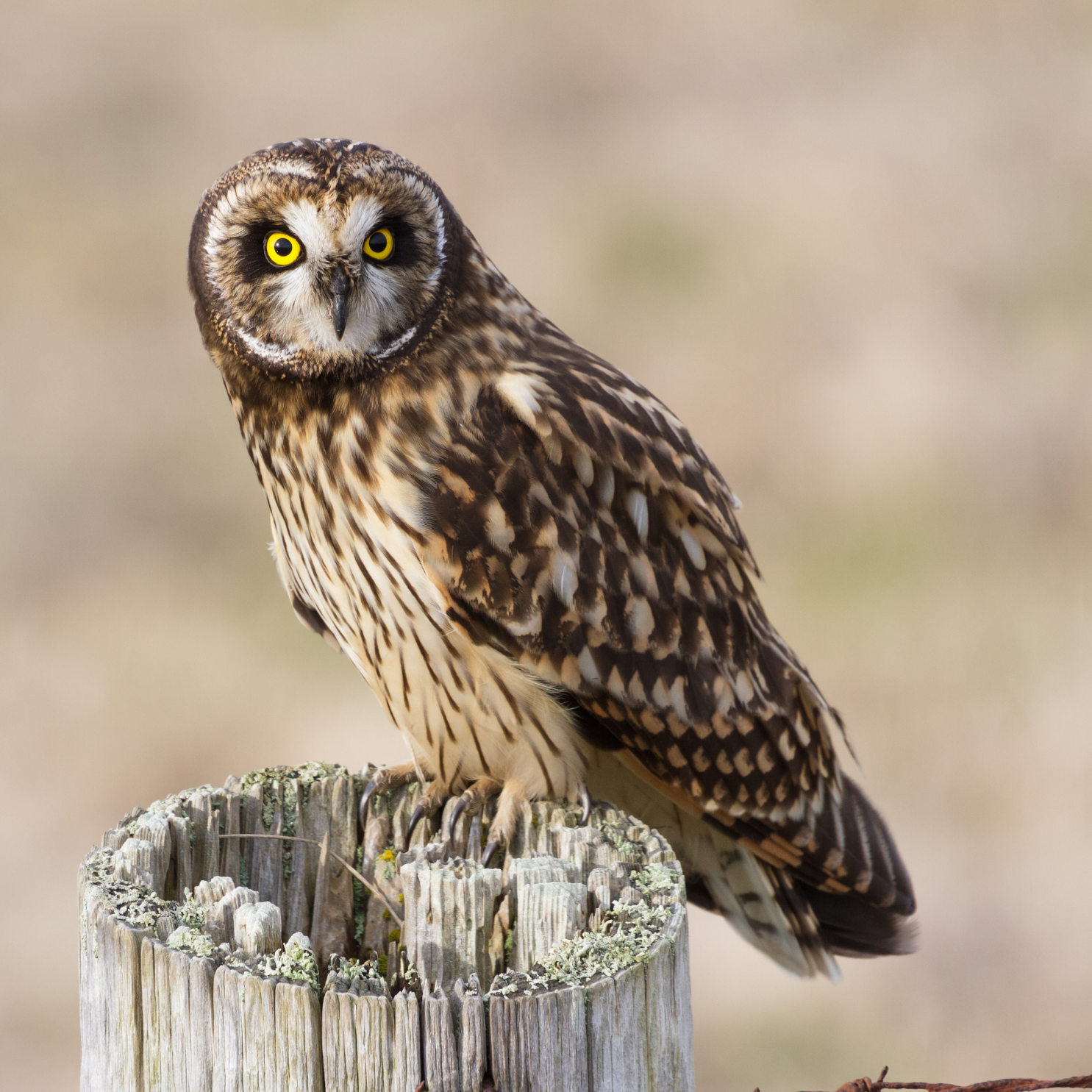 Short_Eared_Owl