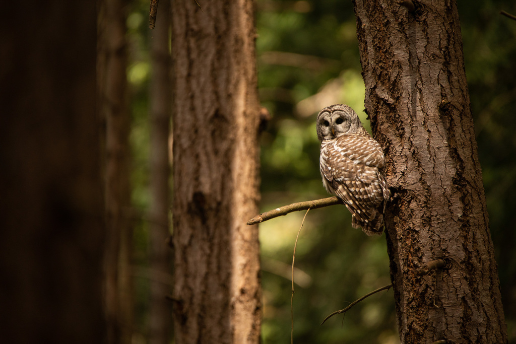 Strix_varia_Barred_Owl_-_Jason_Headley