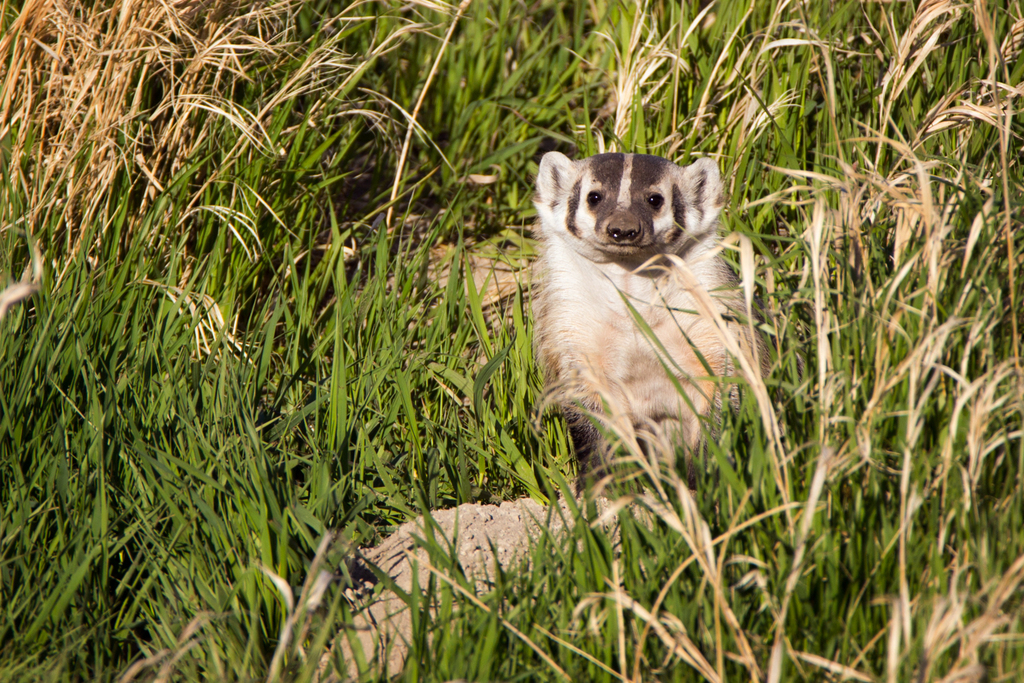 Taxidea_taxus_American_Badger_-_Jason_Headley