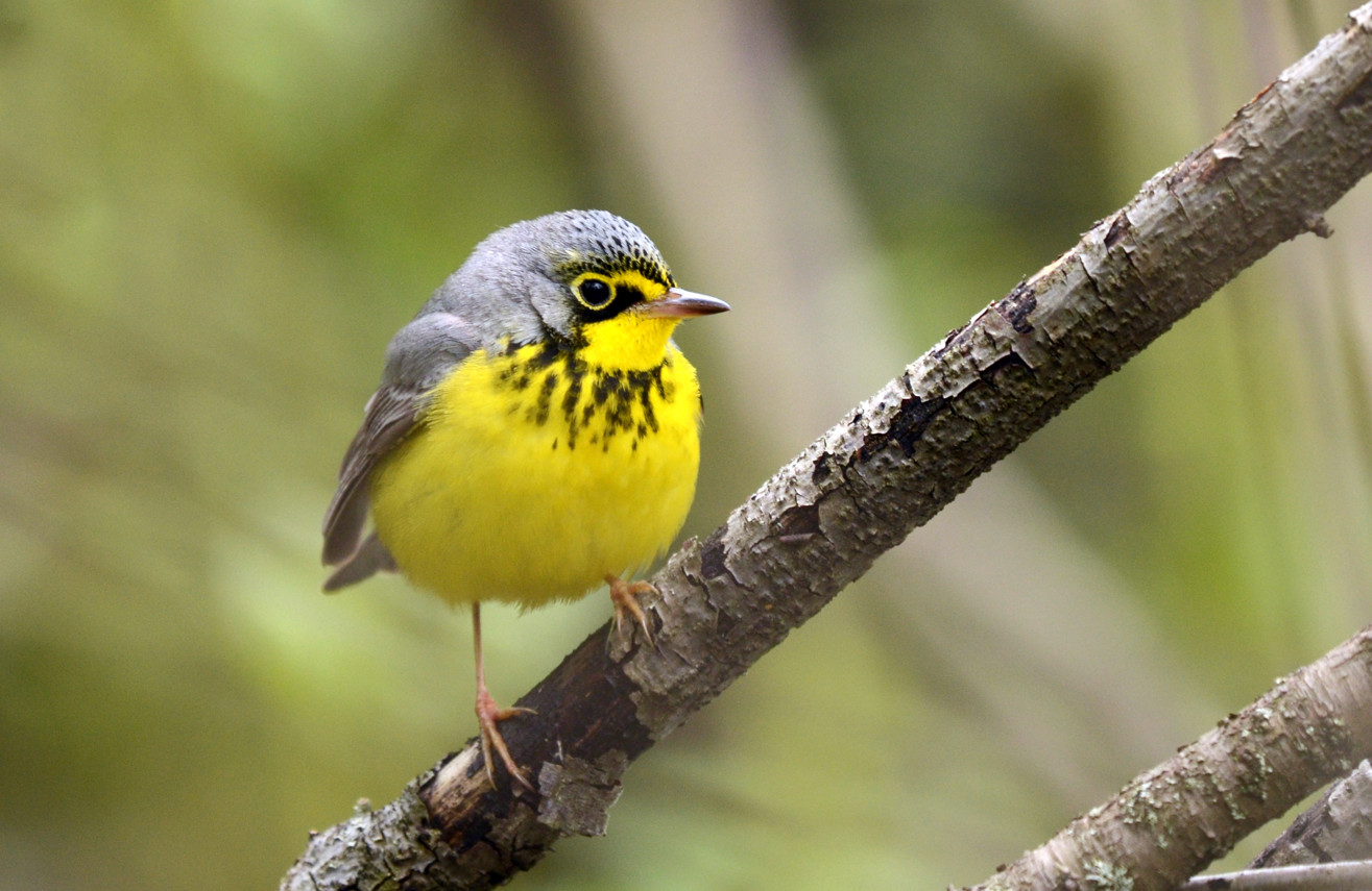 CanadaWarbler_reducedsize