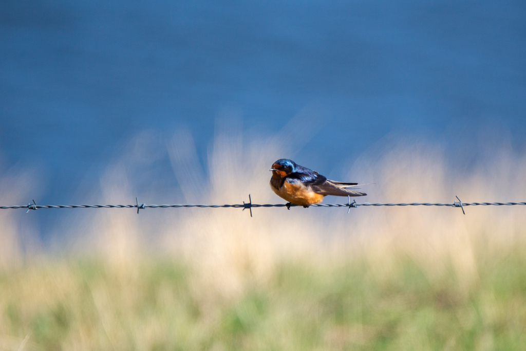 Hirundo_rustica_Barn_Swallow_