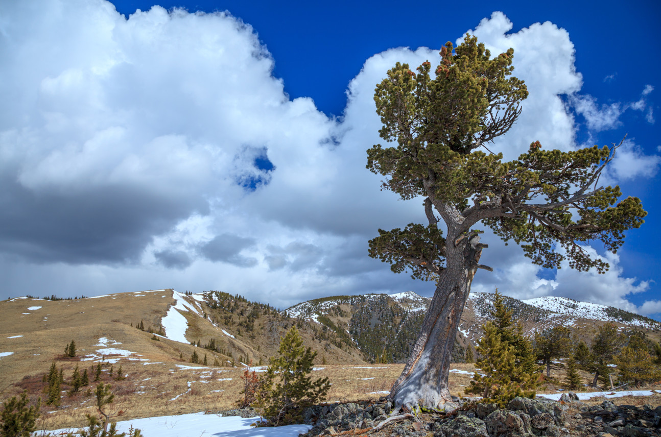 LimberPine_reduced_size