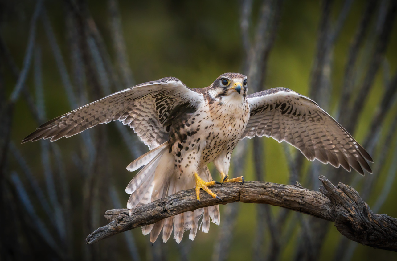 PrairieFalcon_reducedsize