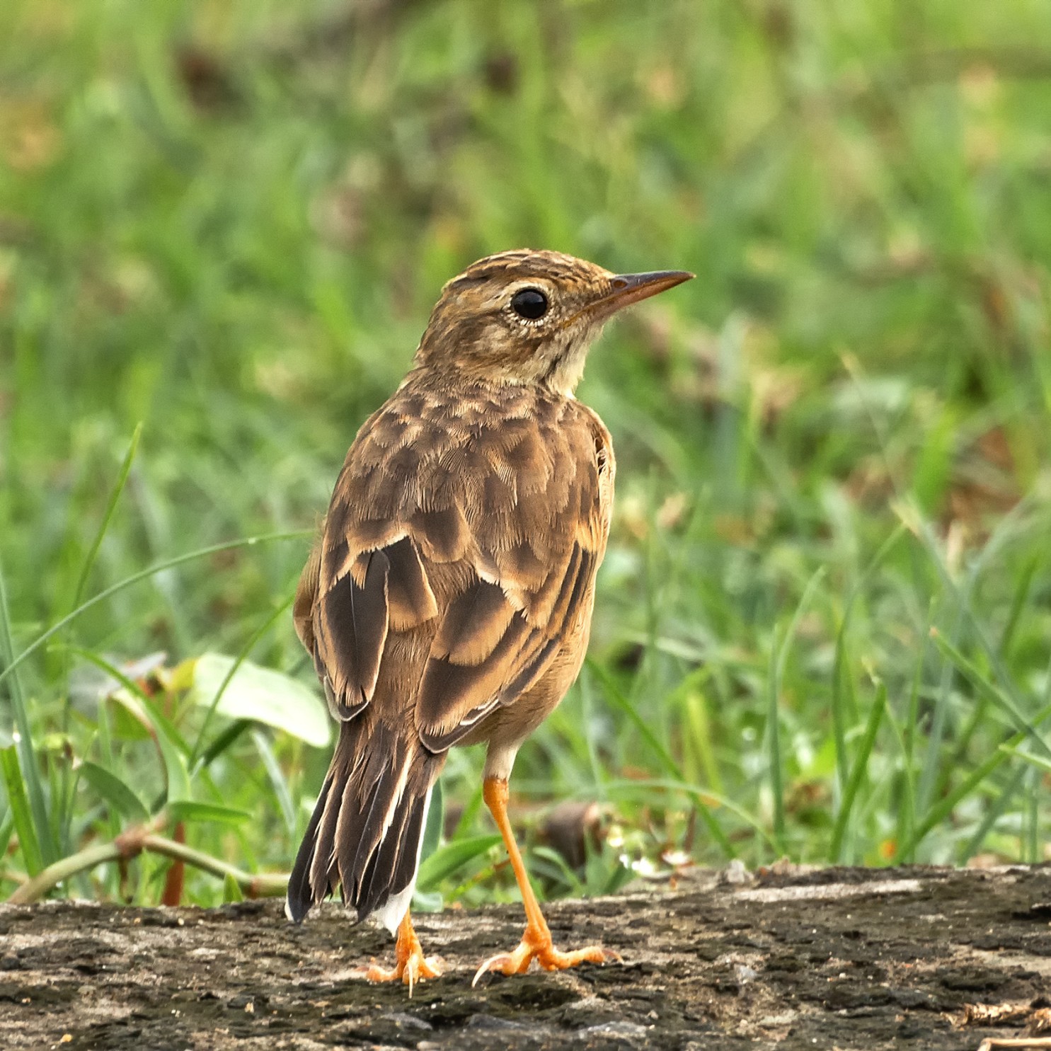 Spragues_Pipit