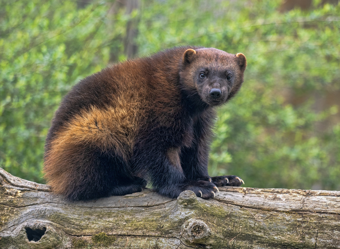 Wolverine_Gulo_gulo_-_Vladislav_T_Jirousek