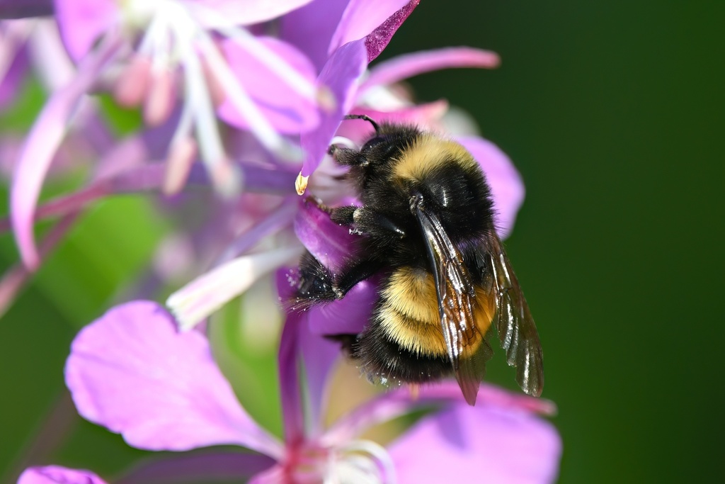 Yellow_banded_bumble_bee_Bombus_terricola_-_Ed_Poropat
