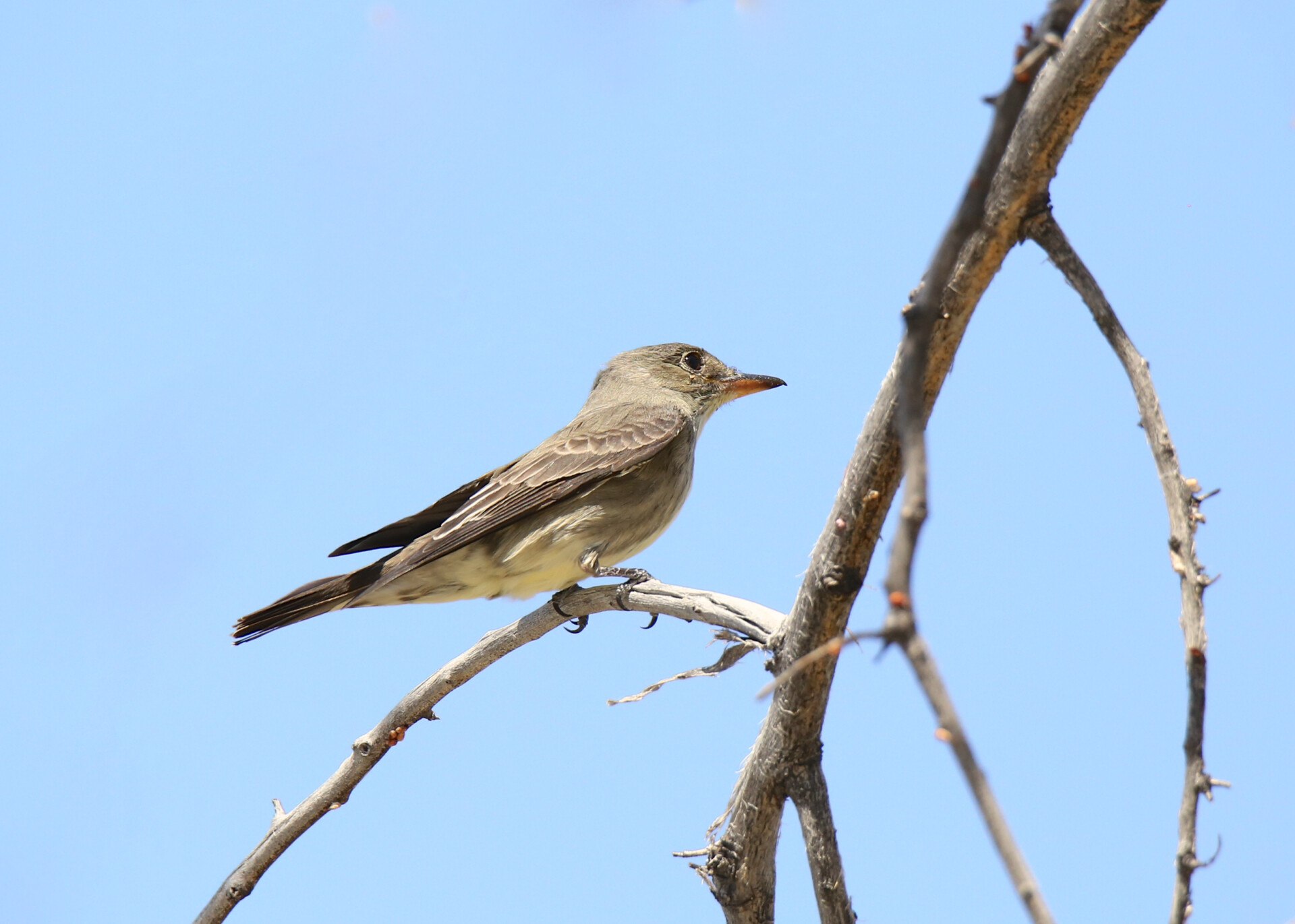Olive-sided,Flycatcher,(contopus,Cooperi)