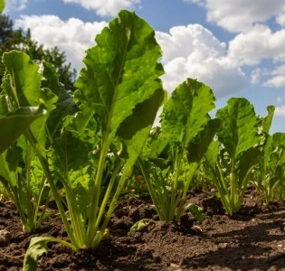 ASBG Achieves FSA Silver Level Verification using EFP+